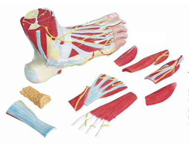 Anatomy of the Foot